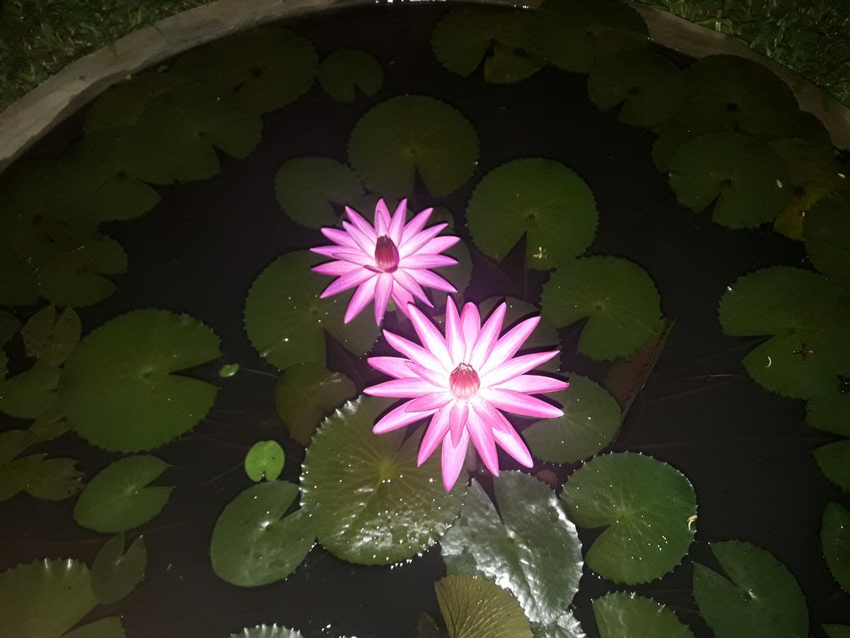 Sigiri Jungle Villa 시기리야 외부 사진